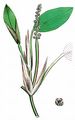 Broad-Leaved Pondweed - Potamogeton natans L.