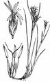 Brown Beak-Sedge - Rhynchospora fusca (L.) W. T. Aiton