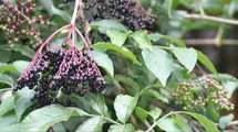 Elder - Sambucus nigra L.