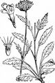 Small Scabious - Scabiosa columbaria L.