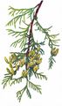 Western Red-Cedar - Thuja plicata D. Don