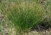 Rasenbinse - Trichophorum cespitosum (L.) Hartm.