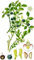 Blaubeere - Vaccinium myrtillus L.
