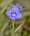 Alpen-Ehrenpreis - Veronica alpina L.