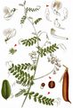 Wood Vetch - Vicia sylvatica L.