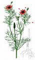 Summer Pheasant's-Eye - Adonis aestivalis L.