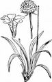 Jersey Thrift - Armeria arenaria (Pers.) Schult.