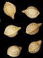 Wendich - Calepina irregularis (Asso) Thell.