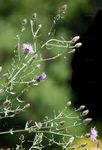Sparrige Flockenblume - Centaurea diffusa Lam. 