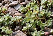 Alpen-Hornkraut - Cerastium alpinum L.