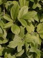 Aromatischer Kälberkropf - Chaerophyllum aromaticum L.