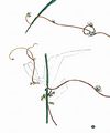 Scaldweed - Cuscuta gronovii Schult.