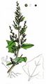 Sticky Goosefoot - Dysphania botrys (L.) Mosyakin & Clemants