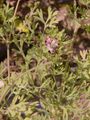 Few-Flowered Fumitory - Fumaria vaillantii Loisel.