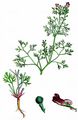 Few-Flowered Fumitory - Fumaria vaillantii Loisel.