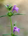 Acker-Hohlzahn - Galeopsis ladanum L.