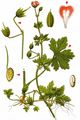 Spreading Crane's-Bill - Geranium divaricatum Ehrh.