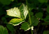 Wood Avens - Geum urbanum L.