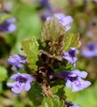 Ground-Ivy - Glechoma hederacea L. 