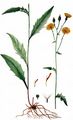 Smooth Hawkweed - Hieracium laevigatum Willd.