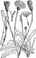 Gewöhnliches Ferkelkraut - Hypochaeris radicata L.