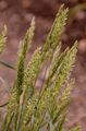 Somerset Hair-Grass - Koeleria vallesiana (Honck.) Gaudin