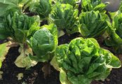 Garden Lettuce - Lactuca sativa L.