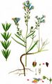 Pale Toadflax - Linaria repens (L.) Mill.