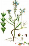 Gestreiftes Leinkraut - Linaria repens (L.) Mill. 