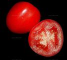 Tomato - Lycopersicon esculentum Mill.