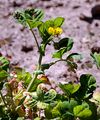 Spotted Medick - Medicago arabica (L.) Huds.
