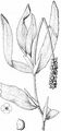 Long-Stalked Pondweed - Potamogeton praelongus Wulfen