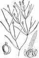 Lesser Pondweed - Potamogeton pusillus L.