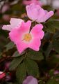 Apple Rose - Rosa villosa L.
