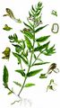 Skullcap - Scutellaria galericulata L.