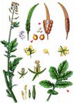 Gelber Senf - Sinapis alba L. 