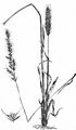 Ähren-Goldhafer - Trisetum spicatum (L.) K. Richt.