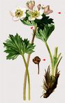 Berghähnlein - Anemonastrum narcissiflorum (L.) Holub 