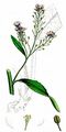 Meerrettich - Armoracia rusticana P. Gaertn. , B. Mey. & Scherb.