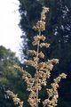 Gewöhnlicher Beifuß - Artemisia vulgaris L.