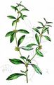Madwort - Asperugo procumbens L.