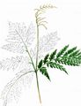 Rattlesnake Fern - Botrychium virginianum (L.) Sw.
