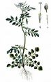 Behaartes Schaumkraut - Cardamine hirsuta L.