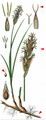 Sand Sedge - Carex arenaria L.