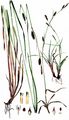 Zweinervige Segge - Carex binervis Sm.