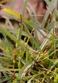 Vogelfuß-Segge - Carex ornithopoda Willd.