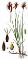 Spring Sedge - Carex praecox Schreb.