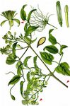 Gewöhnliche Waldrebe - Clematis vitalba L. 
