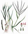 Blutrote Fingerhirse - Digitaria sanguinalis (L.) Scop. 