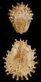 Nodding Stickseed - Hackelia deflexa (Wahlenb.) Opiz